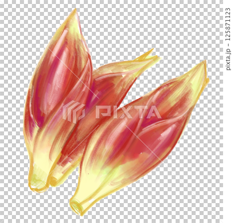 新鮮で美味しそうなミョウガの水彩イラスト 125871123