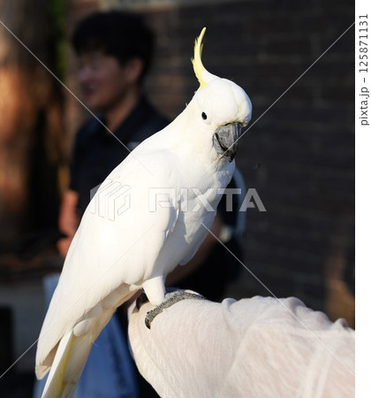 Wild parrots in Sydney, Australia 125871131