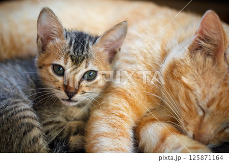 Small kitten snuggling peacefully with its ginger mother, symbolizing safety and love Small kitten snuggling peacefully with its ginger mother, symbolizing safety and love 125871164