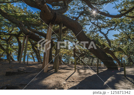 静岡市の三保松原の羽衣の松の風景(静岡県) 125871342