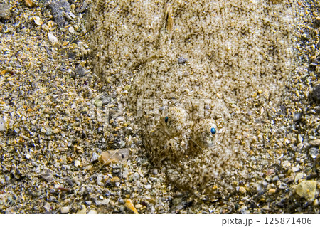 Wide-eyed Flounder, Cabo Cope-Puntas del Calnegre Natural Park, Spain Wide-eyed Flounder, Cabo Cope-Puntas del Calnegre Natural Park, Spain 125871406