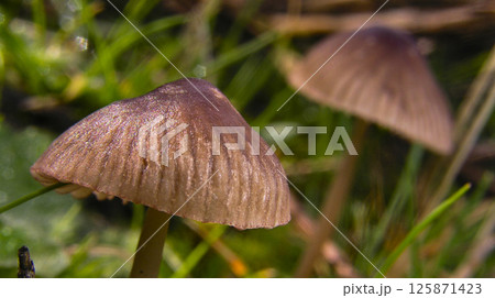 Wild Mushroom, Sierra de Guadarrama National Park, Spain 125871423