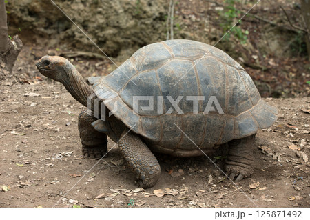 Galapagos Tortoise in a nature reserve Galapagos Tortoise in a nature reserve 125871492