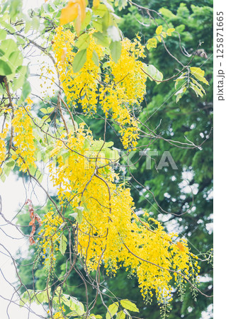 タイの国花　ゴールデンシャワー 125871665