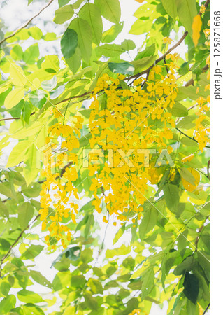 タイの国花　ゴールデンシャワー 125871668