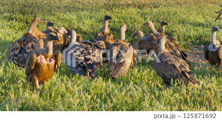 Eurasian Griffon Vulture, Spain Eurasian Griffon Vulture, Spain 125871692