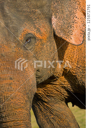 Sri Lankan Elephant, Wilpattu National Park 125871791