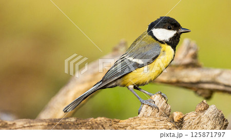 Great Tit, Spain Great Tit, Spain 125871797