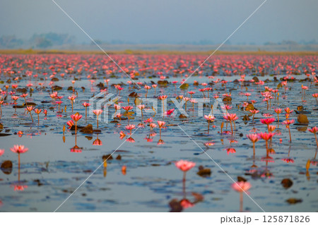 ウドンタニの蓮の花 125871826