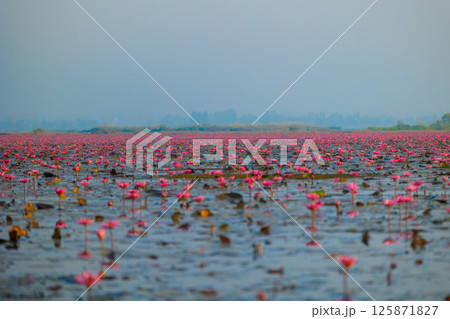 極楽浄土の世界 125871827