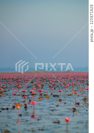 ウドンタニの景色 125871828