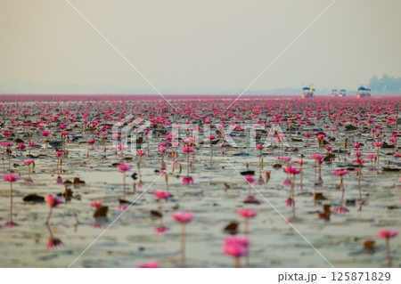 ウドンタニの夜明け 125871829