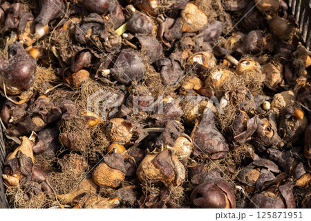 tulip flower bulbs with roots and husks close-up 125871951