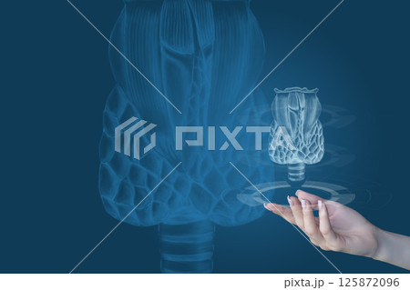Detailed visualization of a thyroid gland. Detailed visualization of a thyroid gland. 125872096