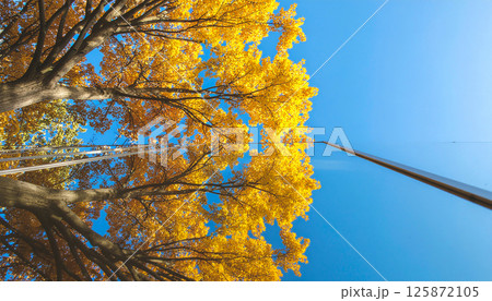 Yellow fall foliage reflecting in modern glass building facade 125872105