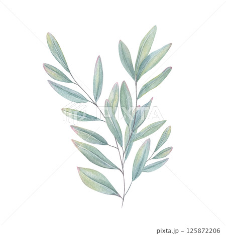 Eucalyptus leaves branch in soothing blue green tones watercolor illustration isolated background. Hand painted sage or olive plant for wedding invitations, interior decor, organic product packaging 125872206