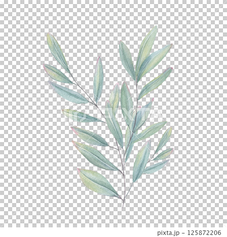 Eucalyptus leaves branch in soothing blue green tones watercolor illustration isolated background. Hand painted sage or olive plant for wedding invitations, interior decor, organic product packaging 125872206