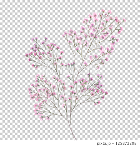 Pink gypsophila branch watercolor illustration isolated background. Delicate hand painted baby breath flower. For wedding invitations, bridal branding, stationery, nursery decor, mother day cards. Pink gypsophila branch watercolor illustration isolated background. Delicate hand painted baby breath flower. For wedding invitations, bridal branding, stationery, nursery decor, mother day cards. 125872208