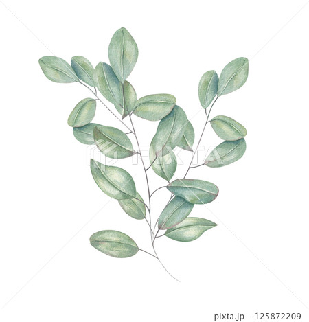 Watercolor eucalyptus leaves illustration isolated background. Decorative floral lush greenery branch for wedding stationery, Christmas decor, mother day greeting cards, package design Watercolor eucalyptus leaves illustration isolated background. Decorative floral lush greenery branch for wedding stationery, Christmas decor, mother day greeting cards, package design 125872209
