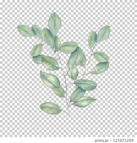 Watercolor eucalyptus leaves illustration isolated background. Decorative floral lush greenery branch for wedding stationery, Christmas decor, mother day greeting cards, package design Watercolor eucalyptus leaves illustration isolated background. Decorative floral lush greenery branch for wedding stationery, Christmas decor, mother day greeting cards, package design 125872209
