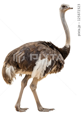 Majestic ostrich isolated on the transparent background, bird with elegant plumage and long neck 125872323