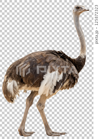 Majestic ostrich isolated on the transparent background, bird with elegant plumage and long neck 125872323