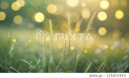 Green grass growing in the summer meadow at sunset with bokeh effect Green grass growing in the summer meadow at sunset with bokeh effect 125872453
