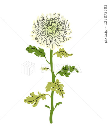 Chrysanthemum flower with green leaves on white background. Perfect for floral designs, invitations, and prints. Elegant Vector flat illustration. Chrysanthemum flower with green leaves on white background. Perfect for floral designs, invitations, and prints. Elegant Vector flat illustration. 125872503