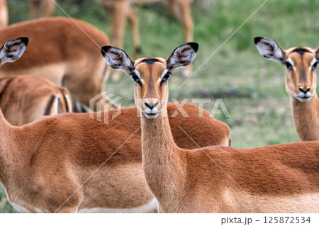 impala female in wild nature 125872534
