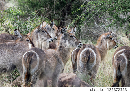 group of waterbuck females in african savanna 125872538
