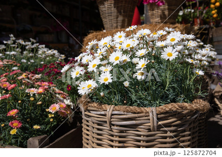 Blooming daysies Leucanthemum vulgare, commonly known as the ox-eye daisy, oxeye daisy, dog daisy outdoor of the greek garden shop in springtime. Horizontal. Daylight. Blooming daysies Leucanthemum vulgare, commonly known as the ox-eye daisy, oxeye daisy, dog daisy outdoor of the greek garden shop in springtime. Horizontal. Daylight. 125872704
