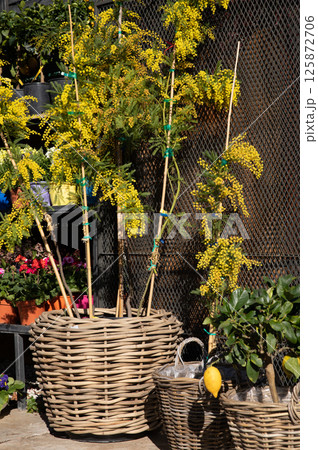 Acacia Dealbata, also known as silver wattle or mimosa shrub at the greek garden flower shop in spring. Vertical. 125872706