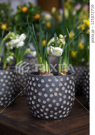 Beautiful Double cup white and yellow Lingerie Daffodils Narcissus potted at greek garden shop in spring. Vertical. Selective focus. 125872710