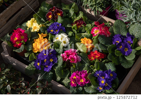 Colorful primrose flowers are neatly arranged in a wooden crate at a garden center. 125872712