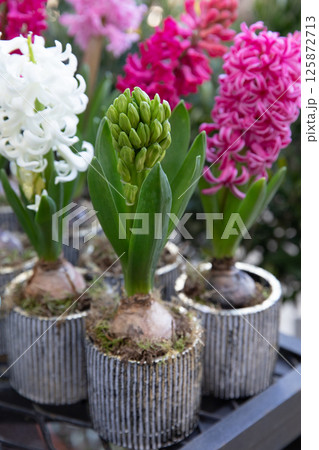 Young Hyacinthus orientalis ready to bloom at the greek garden shop in spring. Vertical. Selective focus. Close-up. Young Hyacinthus orientalis ready to bloom at the greek garden shop in spring. Vertical. Selective focus. Close-up. 125872713