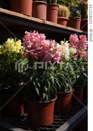 Beautiful pink, yellow and white Antirrhinum majus or Snapdragon flowers potted at the greek garden shop in October. Vertical. Daylight. Close-up. 125872714