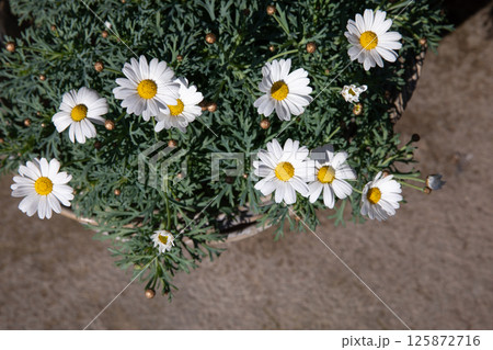 Blooming garden daysies Leucanthemum vulgare, commonly known as the ox-eye daisy, oxeye daisy, dog daisy potted at the greek flower shop in springtime. Horizontal. Daylight. Top view. 125872716