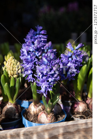 Vibrant blue hyacinth flowers bloom gracefully in pots, surrounded by lush green leaves, creating a lively atmosphere at the garden center in springtime. Easter floral arrangements Vibrant blue hyacinth flowers bloom gracefully in pots, surrounded by lush green leaves, creating a lively atmosphere at the garden center in springtime. Easter floral arrangements 125872717
