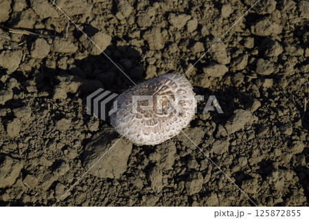 Field champignons. Edible mushroom. The growth of mushrooms in the field 125872855
