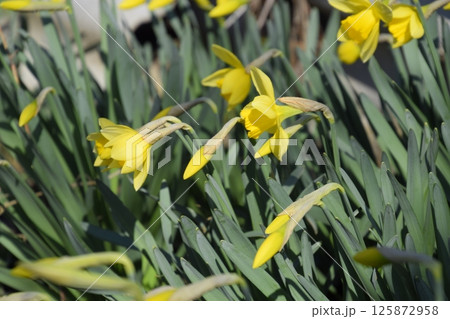 Blooming buds of daffodils in flower bed. Blooming buds of daffodils in flower bed. 125872958