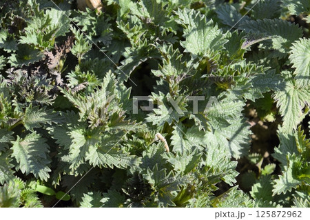 Young shoots of nettle in spring in garden. 125872962