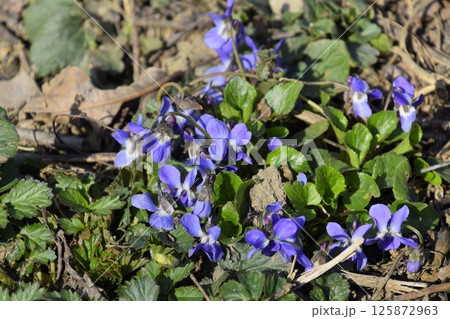 bloom violet blue in the garden 125872963