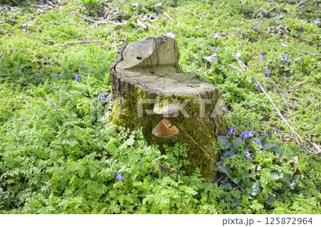 Mushroom tinder on stump of sawn plum overgrown with moss. 125872964