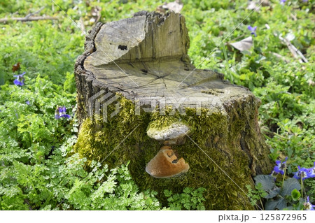 Mushroom tinder on stump of sawn plum overgrown with moss. 125872965