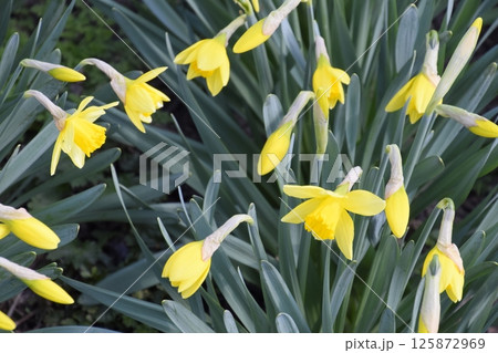 Blooming buds of daffodils in flower bed. 125872969