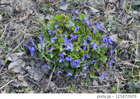 bloom violet blue in the garden 125872970