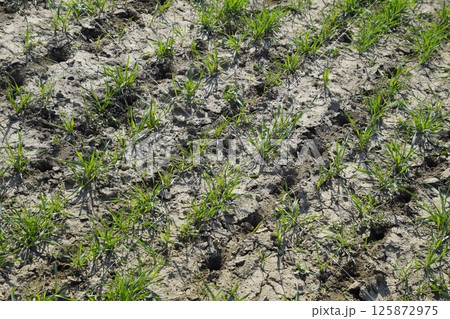 The field of winter wheat, making root dressing seedlings The field of winter wheat, making root dressing seedlings 125872975