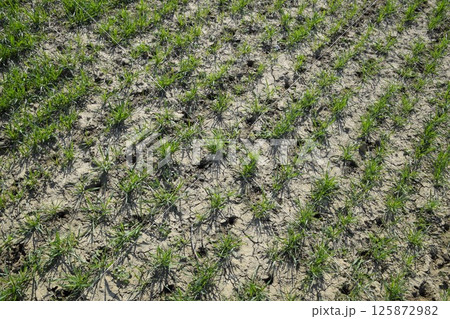 The field of winter wheat, making root dressing seedlings The field of winter wheat, making root dressing seedlings 125872982
