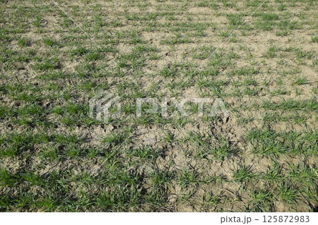The field of winter wheat, making root dressing seedlings The field of winter wheat, making root dressing seedlings 125872983