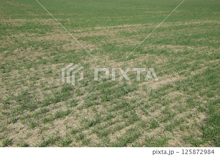 The field of winter wheat, making root dressing seedlings The field of winter wheat, making root dressing seedlings 125872984